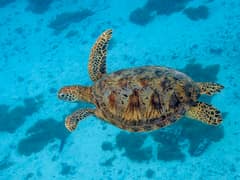 Green sea turtle