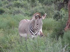 Grevy's zebra