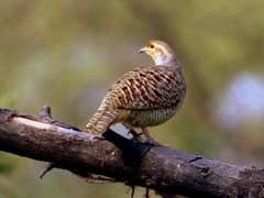 Grey Francolin
