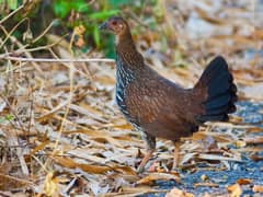 Grey Junglefowl