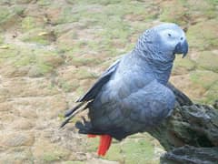 Grey Parrot