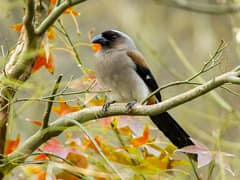 Grey Treepie