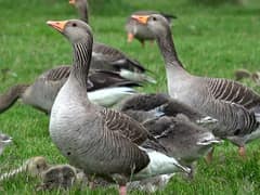 Greylag Goose