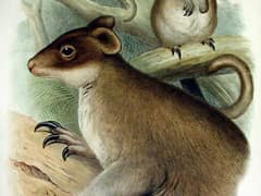 Grizzled tree-kangaroo