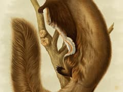 Groove-toothed flying squirrel