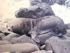 Guadalupe fur seal