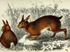 Hainan hare