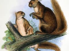 Hairy-footed flying squirrel