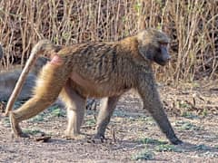 Hamadryas baboon