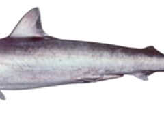Hardnose shark