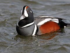 Harlequin Duck