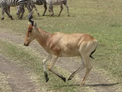 Hartebeest