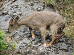 Himalayan Goral