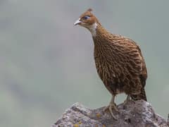 Himalayan Monal
