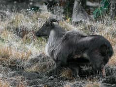Himalayan tahr