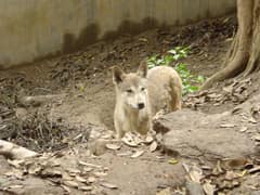 Himalayan wolf