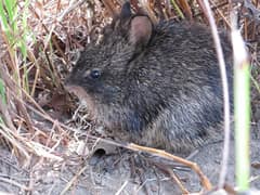 Hispid Hare