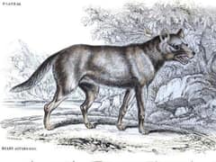 Hoary fox