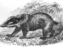 Hog badger