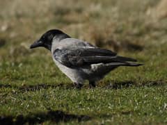 Hooded Crow