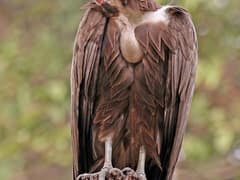 Hooded Vulture