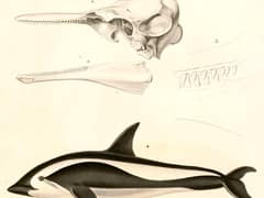 Hourglass dolphin