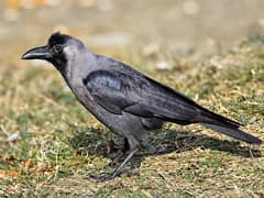 House Crow