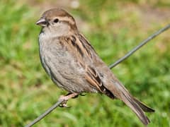 House sparrow