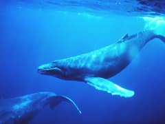 Humpback whale