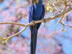 Hyacinth Macaw