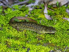 Iberian ribbed newt