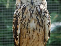 Indian Eagle-Owl