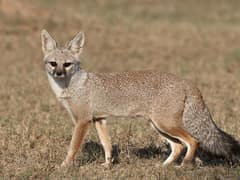 Indian Fox