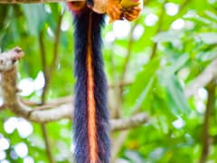 Indian giant squirrel