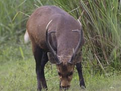 Indian hog deer