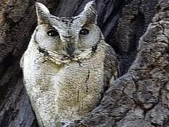 Indian Scops Owl