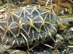 Indian star tortoise