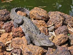 Indus Crocodile