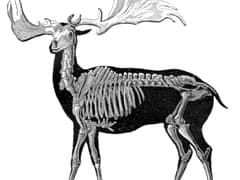 Irish elk