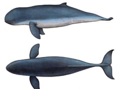 Irrawaddy dolphin