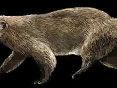 Japanese badger