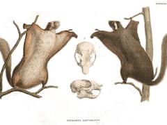 Japanese giant flying squirrel