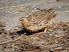 Japanese Quail
