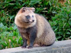 Japanese raccoon dog
