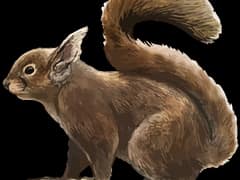 Japanese squirrel