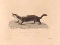 Javan ferret-badger