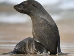 Juan Fernández fur seal