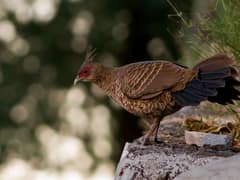 Kalij Pheasant