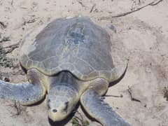 Kemp's ridley sea turtle