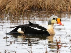 King Eider